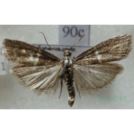 Elegia similella (Zincken, 1818) Czech90c